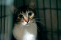 Understanding Animal Welfare in Violent Homes FREE Elearning Course