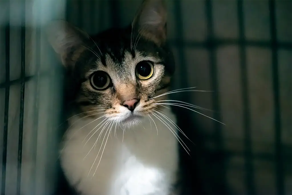Understanding Animal Welfare in Violent Homes FREE Elearning Course
